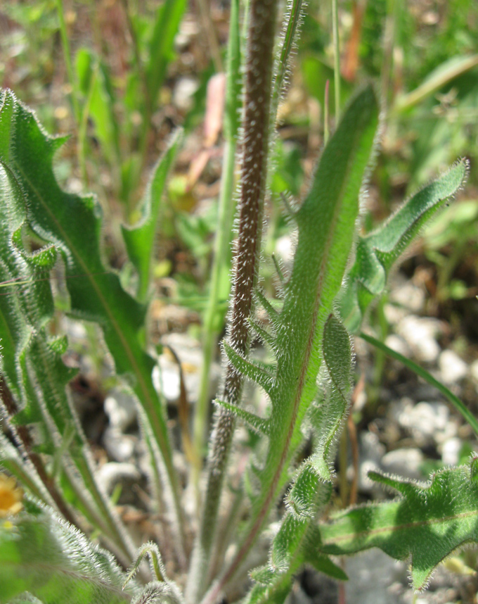 Изображение особи Leontodon biscutellifolius.