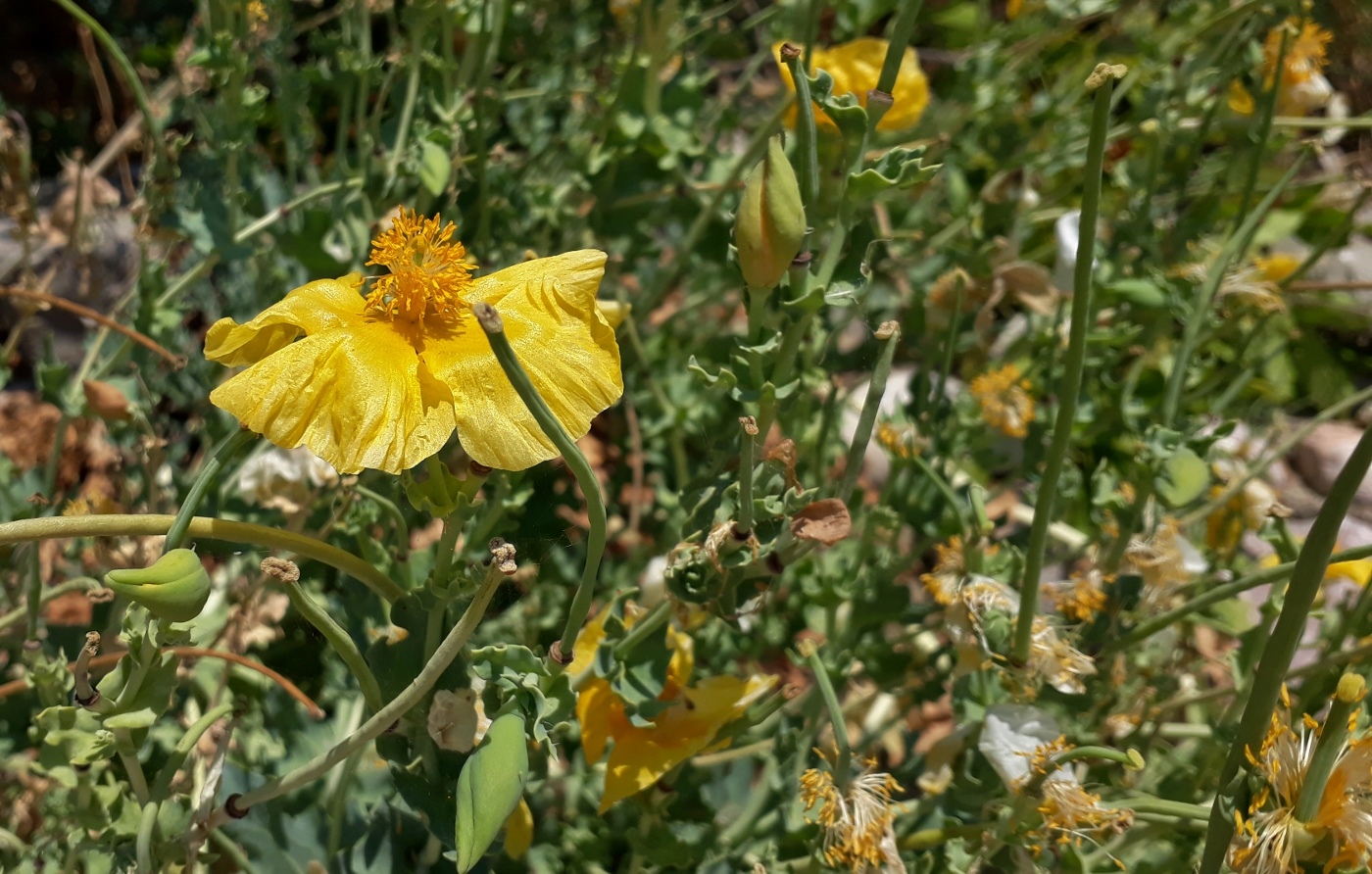 Изображение особи Glaucium flavum.