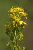 Solidago virgaurea. Верхушка общего соцветия. Карельский перешеек, окр. Сертолово, на просеке газопровода. 08.07.2019.