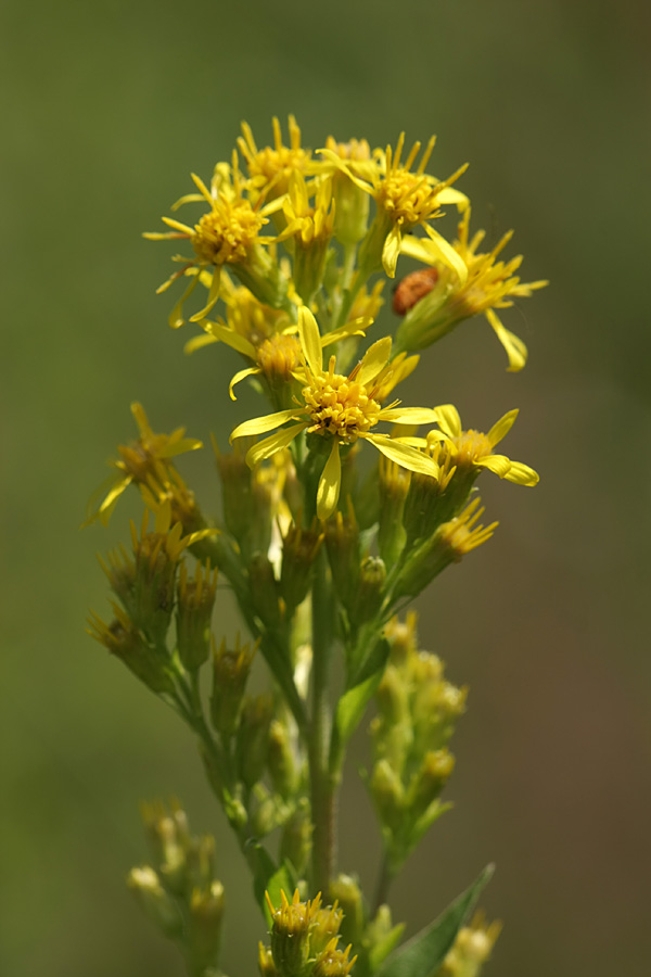 Изображение особи Solidago virgaurea.