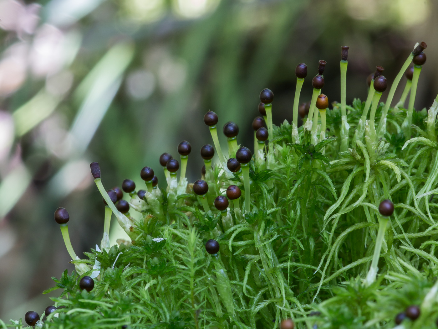 Изображение особи Sphagnum fimbriatum.