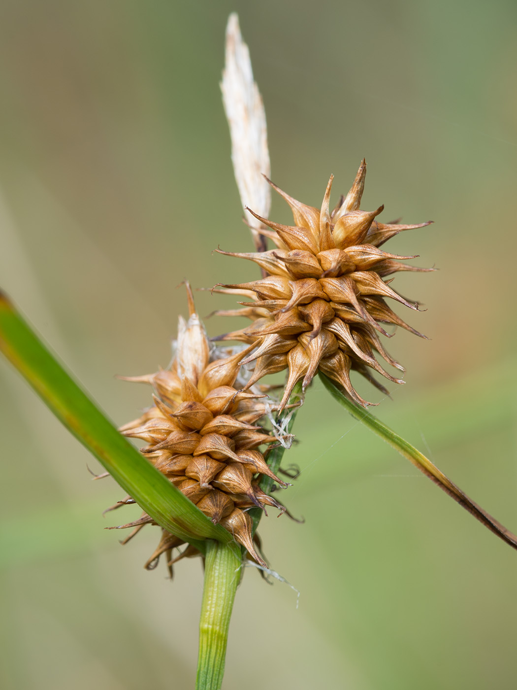 Изображение особи Carex flava.