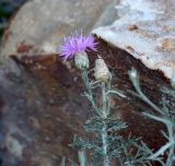 Centaurea novorossica