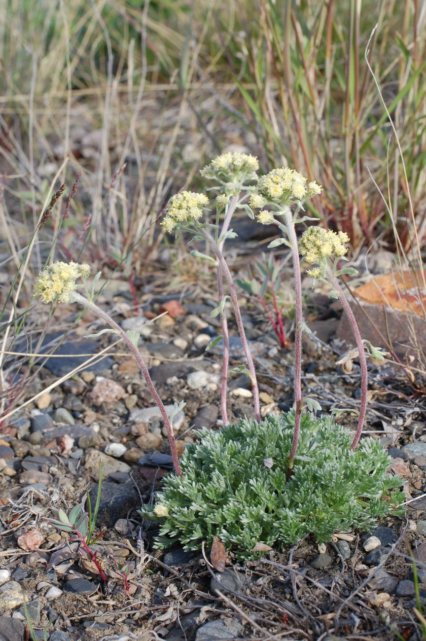 Изображение особи Artemisia glomerata.