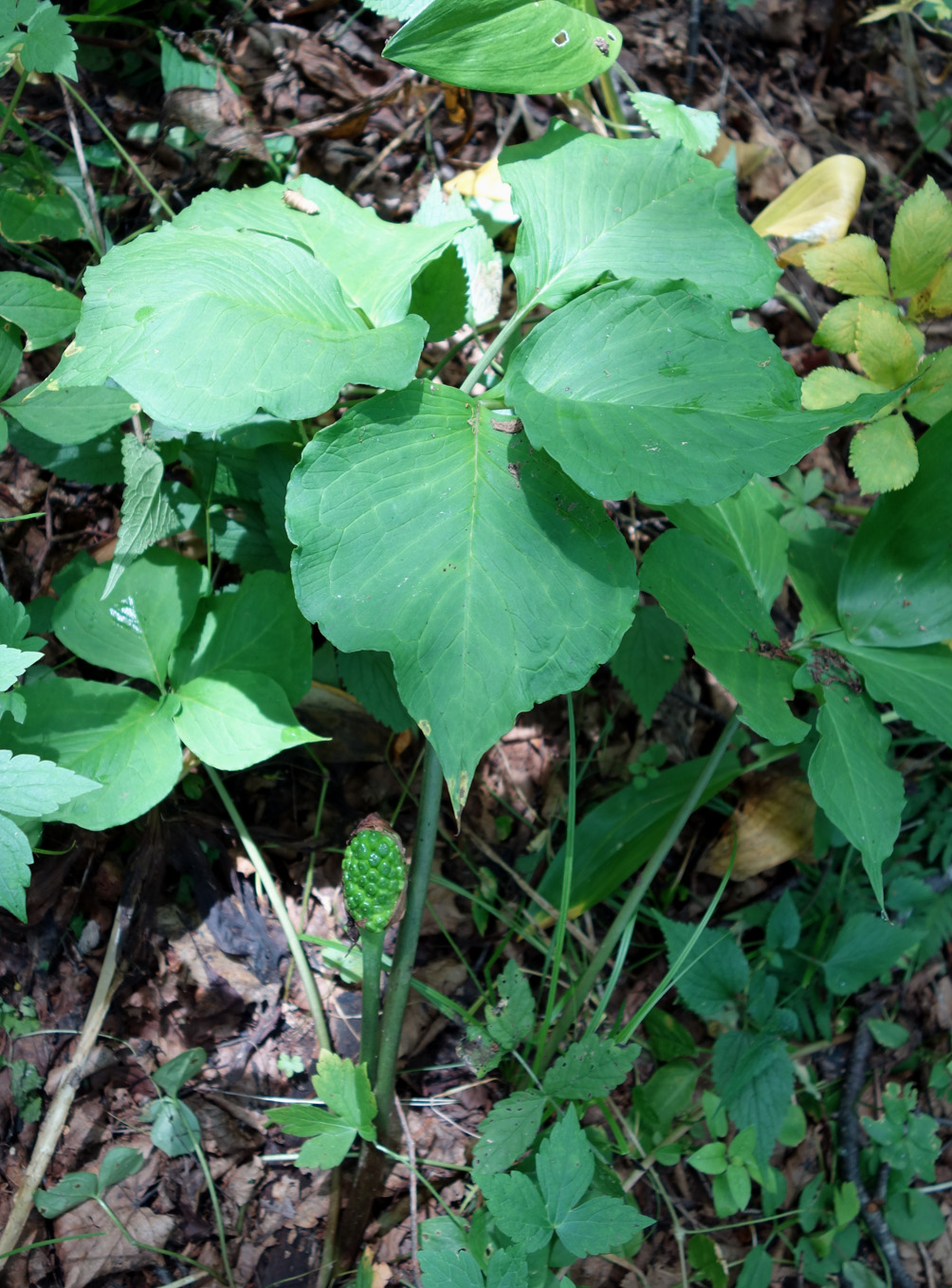 Image of Arisaema robustum specimen.