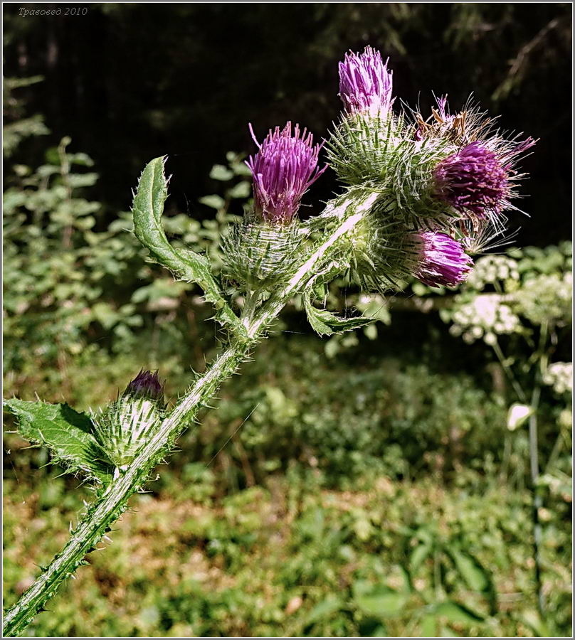 Изображение особи Carduus crispus.