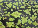 Salvinia natans