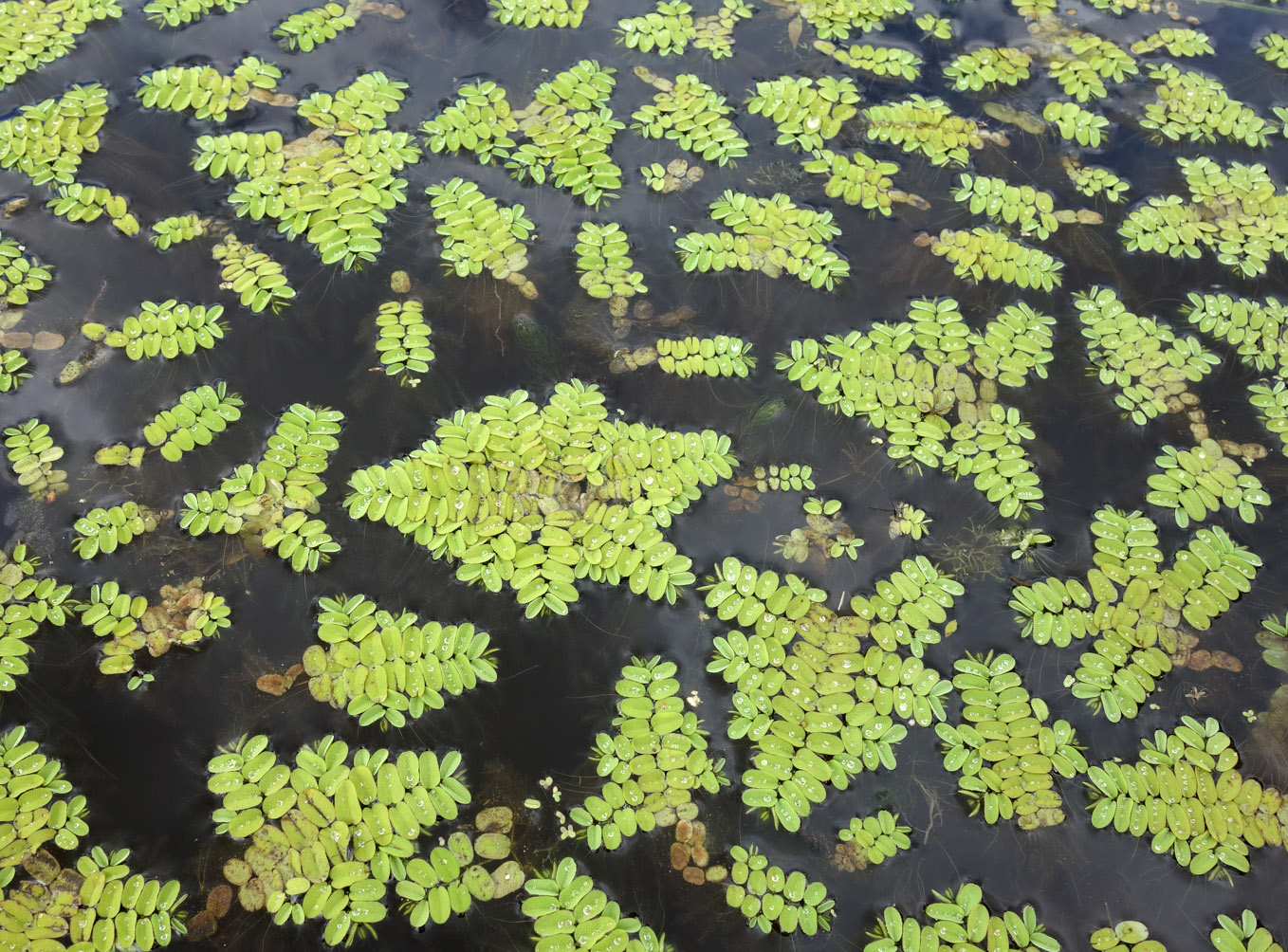 Image of Salvinia natans specimen.