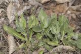 Cardaria draba