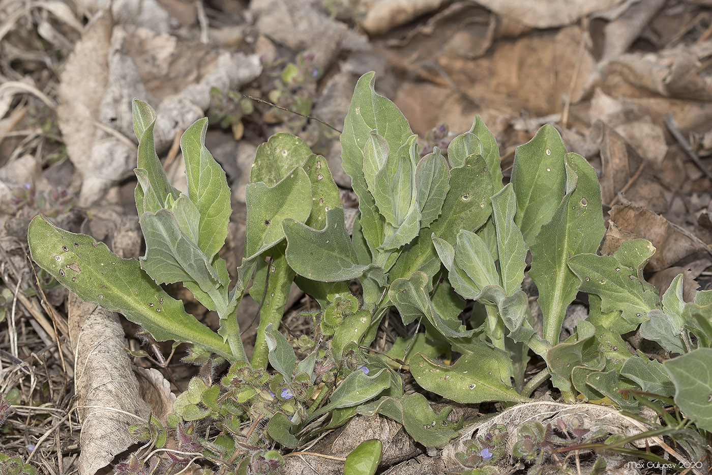 Image of Cardaria draba specimen.