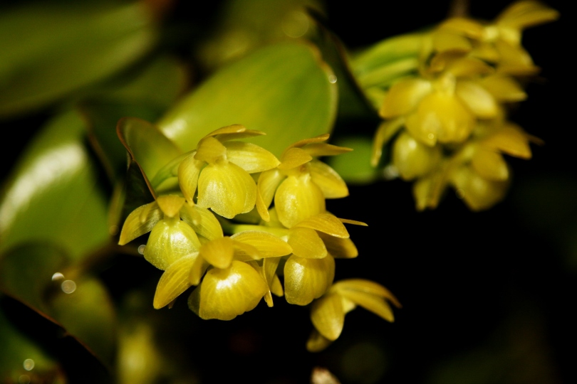 Изображение особи Epidendrum hunterianum.