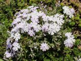 Phlox subulata. Верхушки растений с соцветиями. Беларусь, г. Минск, парк Грековой, клумба. 10.05.2020.