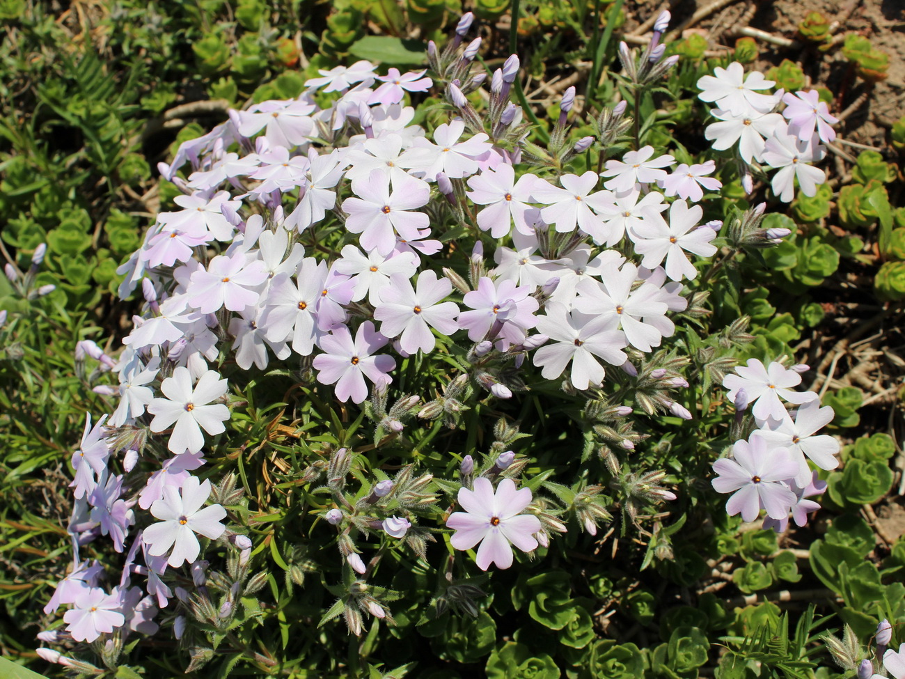 Изображение особи Phlox subulata.