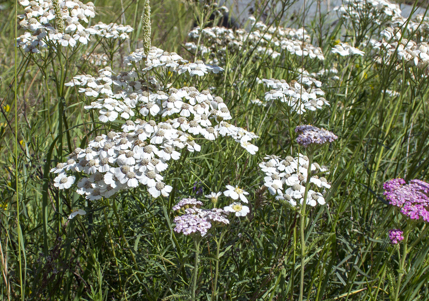 Image of Achillea ptarmicifolia specimen.