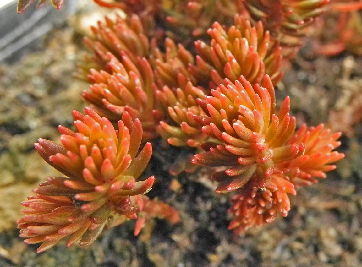 Изображение особи Sedum polytrichoides.