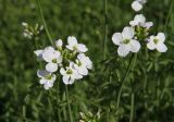 genus Cardamine