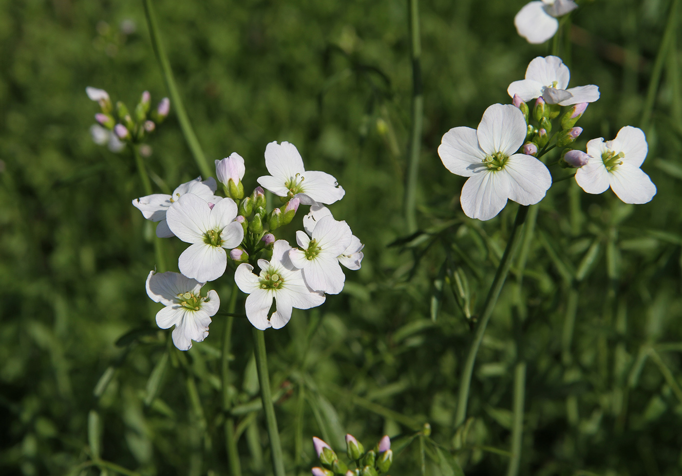 Изображение особи род Cardamine.