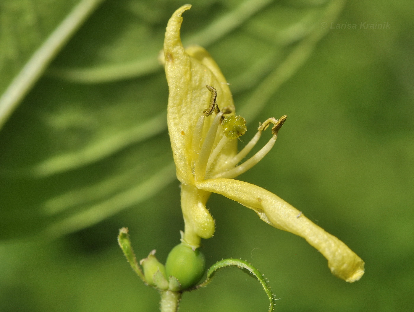 Image of Lonicera ruprechtiana specimen.