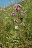 Origanum vulgare