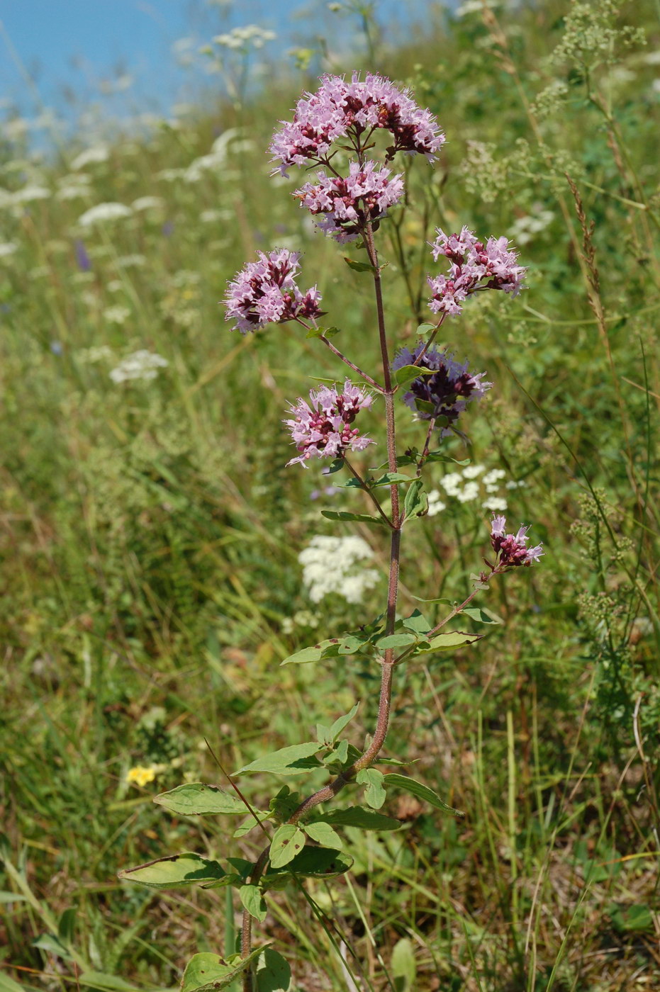 Изображение особи Origanum vulgare.