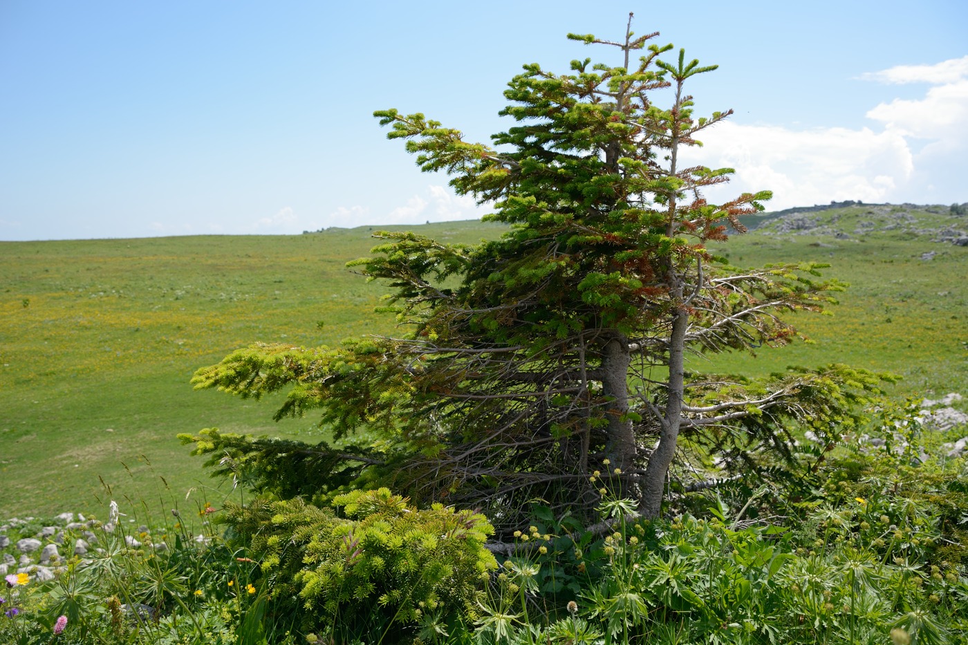 Image of Abies nordmanniana specimen.