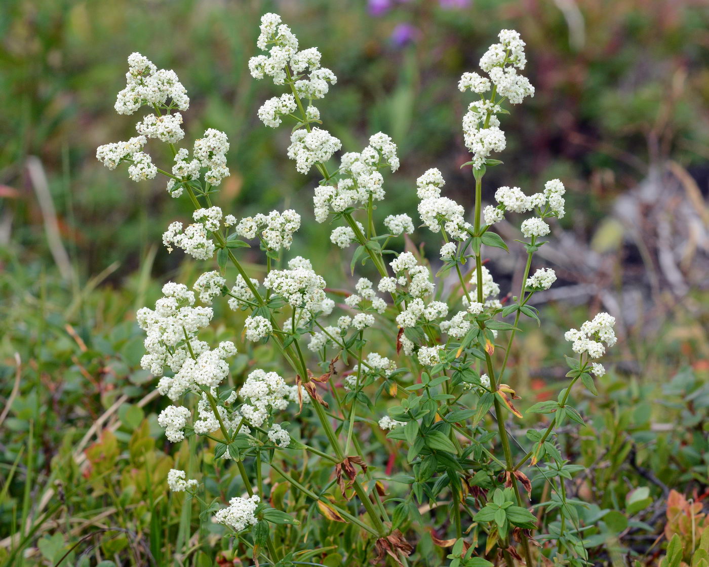 Image of Galium boreale specimen.