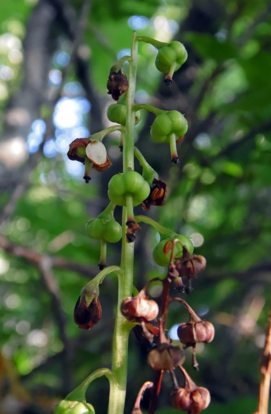 Image of Pyrola media specimen.