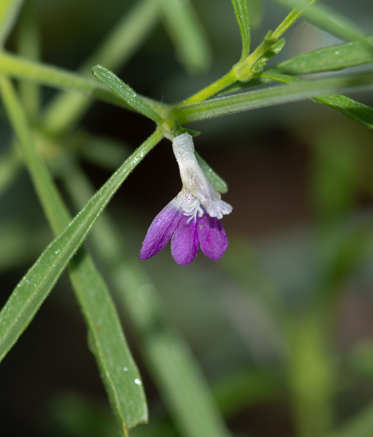 Image of Justicia divaricata specimen.