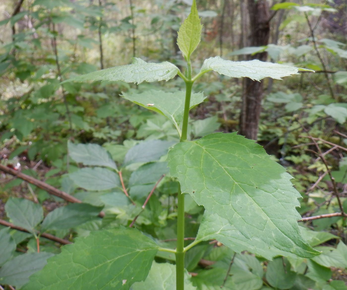 Image of Philadelphus coronarius specimen.