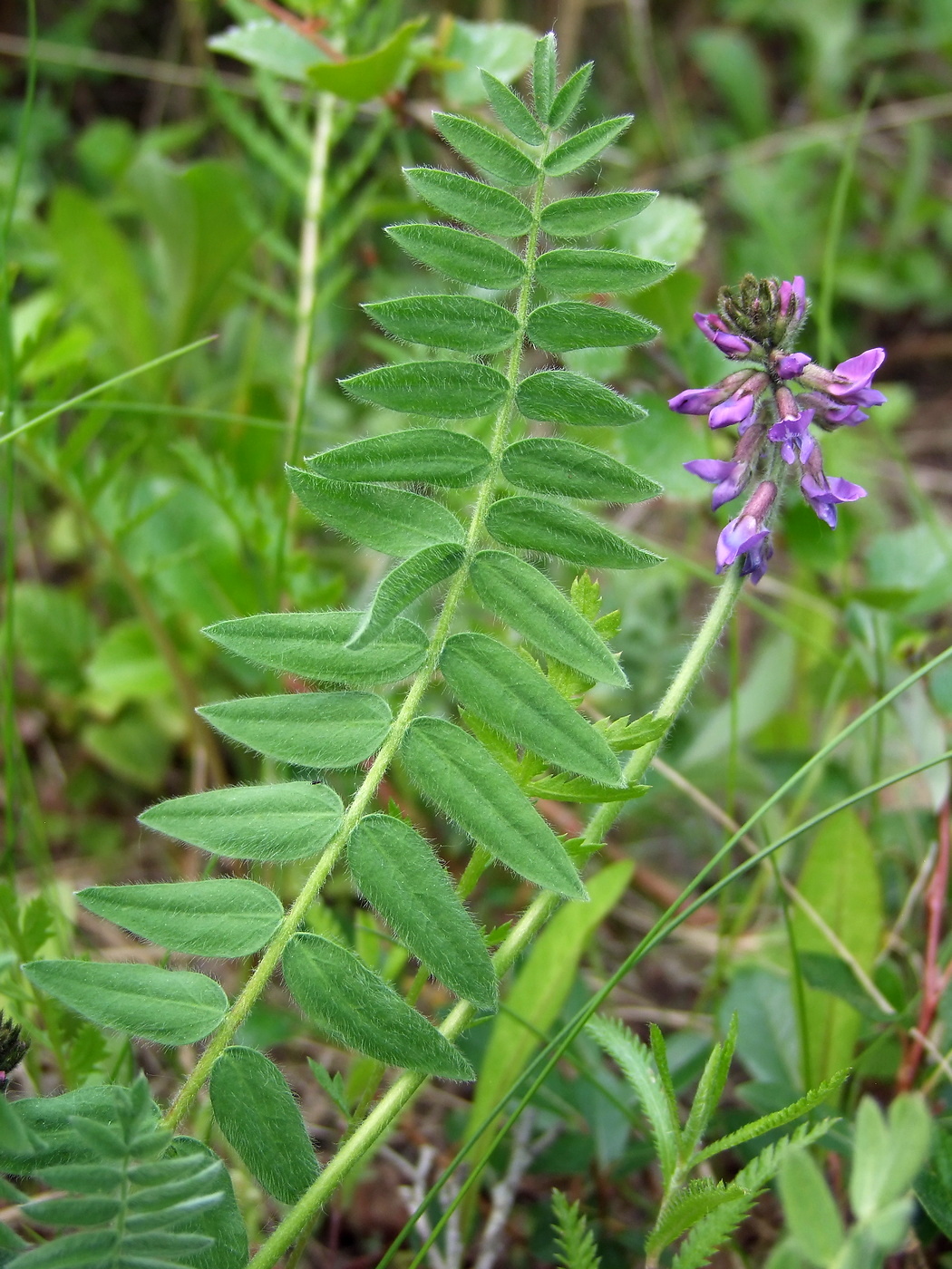 Изображение особи Oxytropis deflexa.