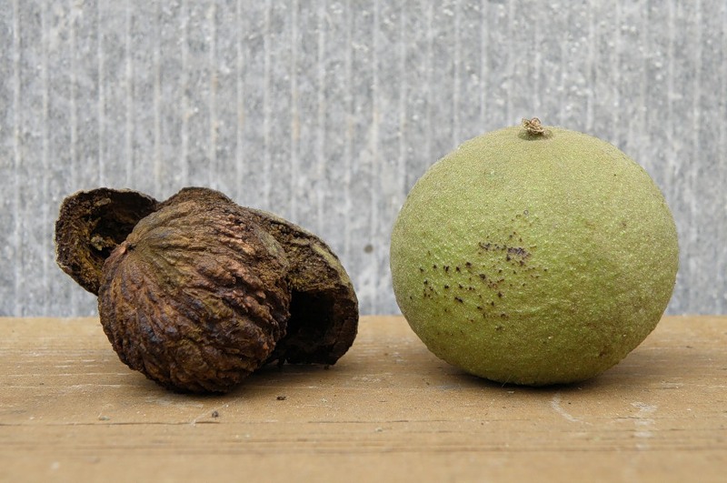 Image of Juglans nigra specimen.