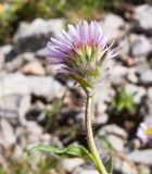 Erigeron alpinus. Верхушка побега с соцветием. Адыгея, Кавказский биосферный заповедник, северо-восточный склон горы Оштен, ≈ 2400 м н.у.м., альпийский луг. 18.07.2015.