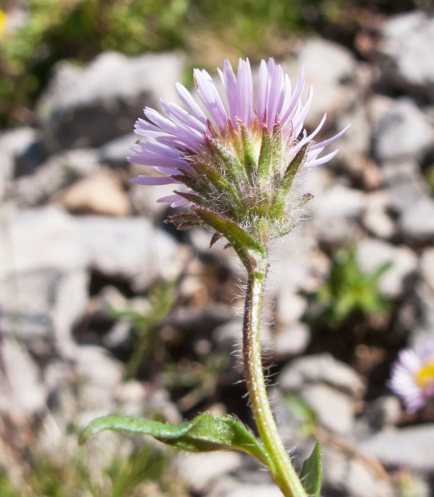 Изображение особи Erigeron alpinus.