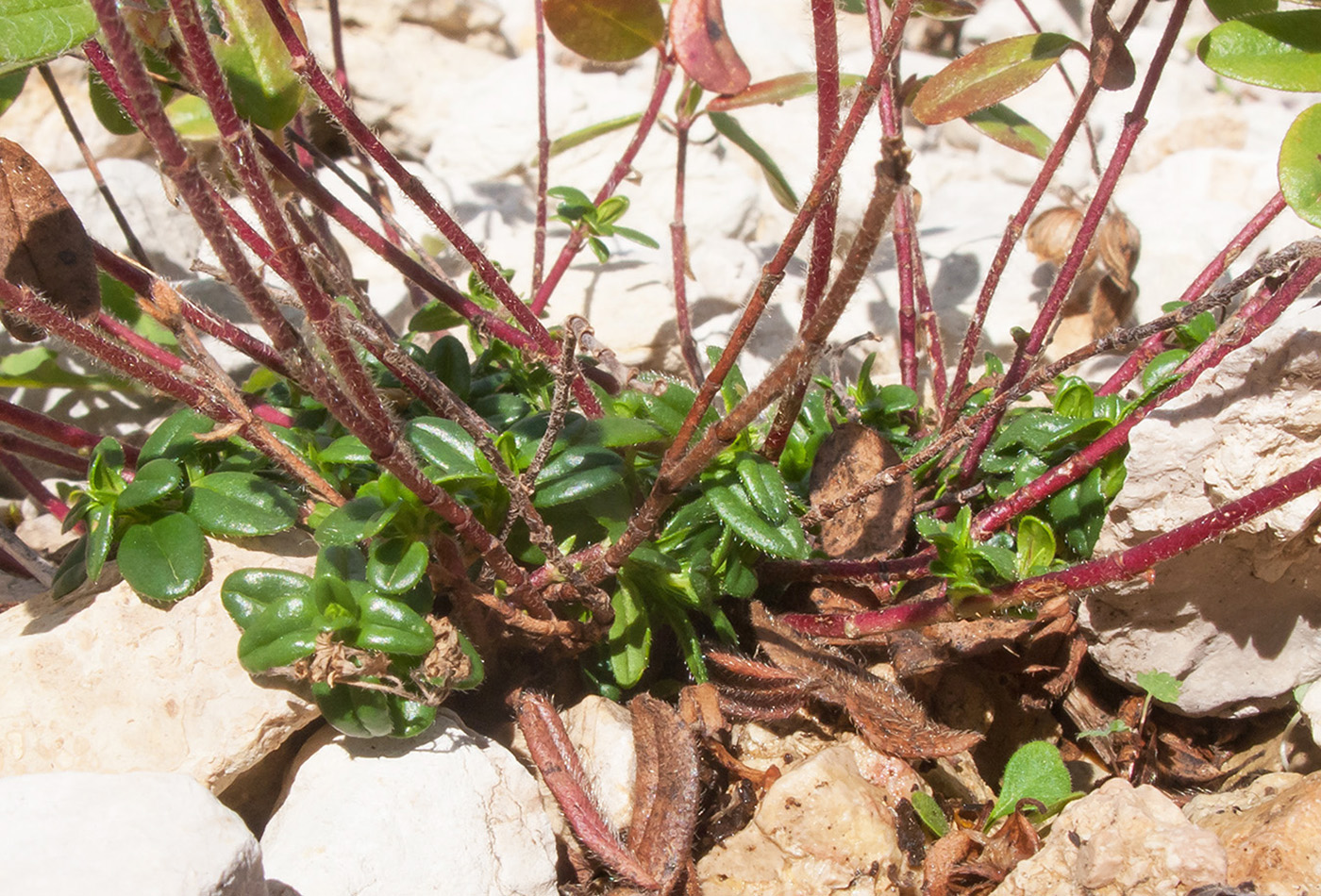 Image of Helianthemum ovatum specimen.