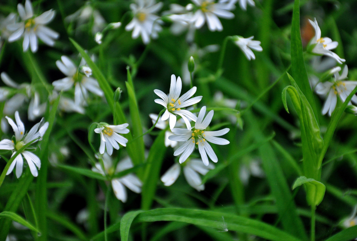 Image of Stellaria holostea specimen.