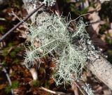 Usnea hirta