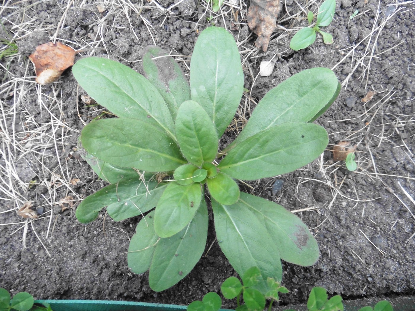 Image of genus Oenothera specimen.