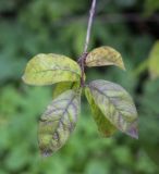 Lonicera involucrata