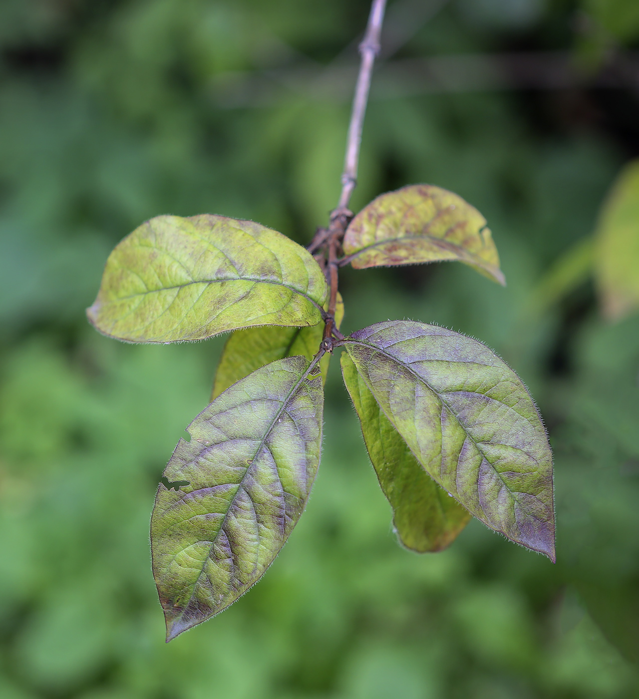 Изображение особи Lonicera involucrata.