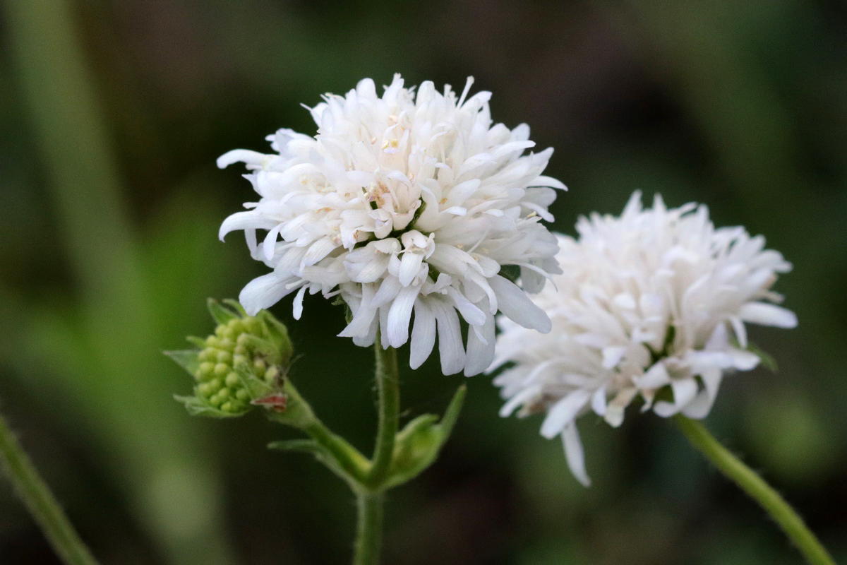 Image of Knautia arvensis specimen.