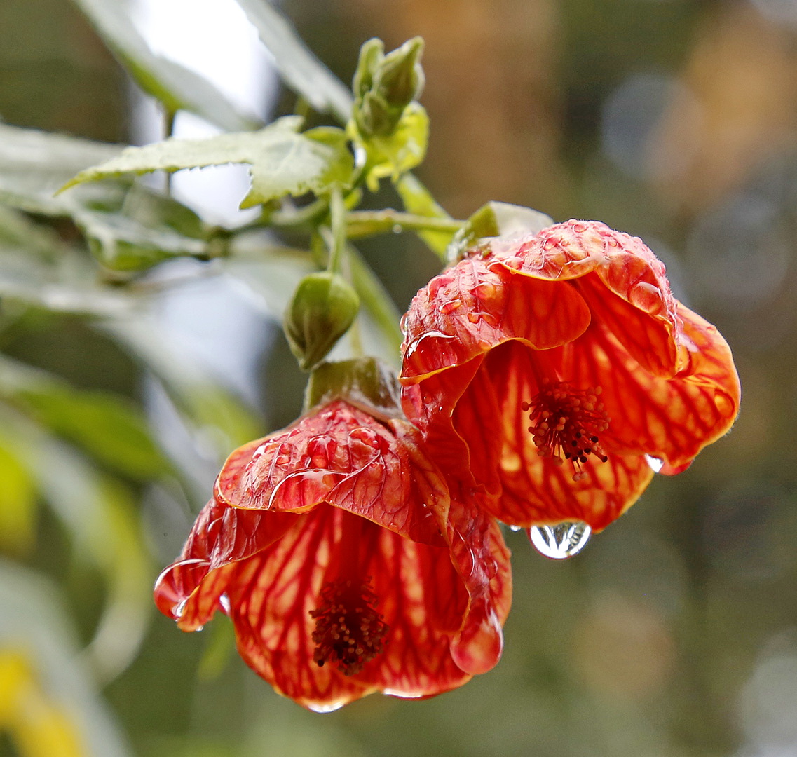 Изображение особи род Abutilon.