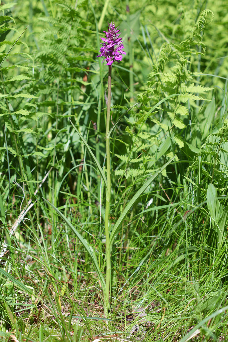 Image of Dactylorhiza traunsteineri specimen.