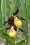 Cypripedium calceolus. Цветки. Ленинградская обл., Волосовский р-н, окр. дер. Донцо, лиственный лес, обочина грунтовой дороги. 03.06.2020.