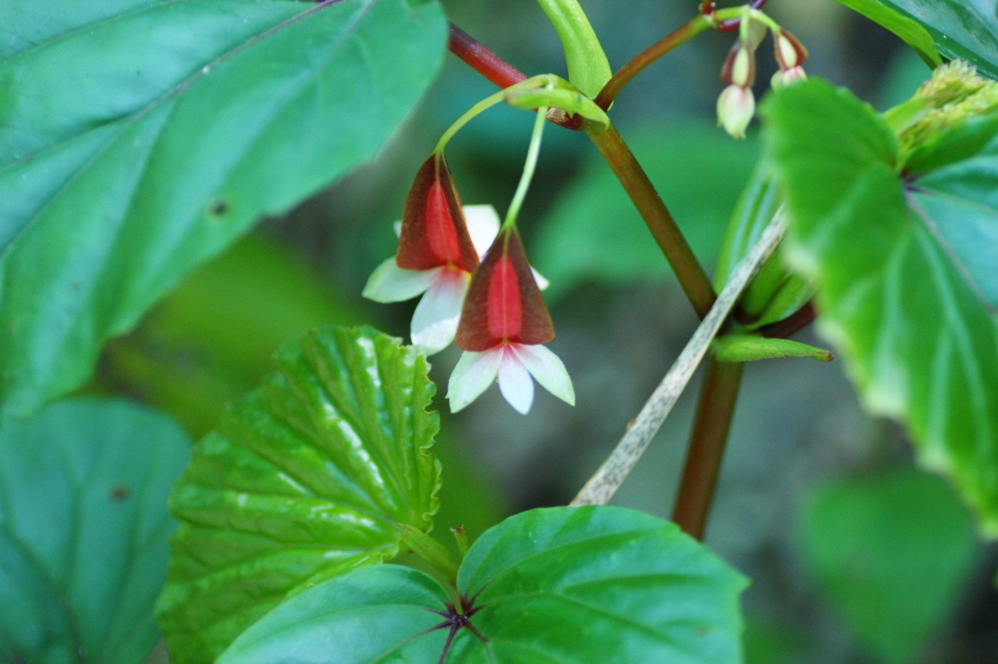 Image of genus Begonia specimen.