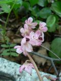 Pyrola incarnata