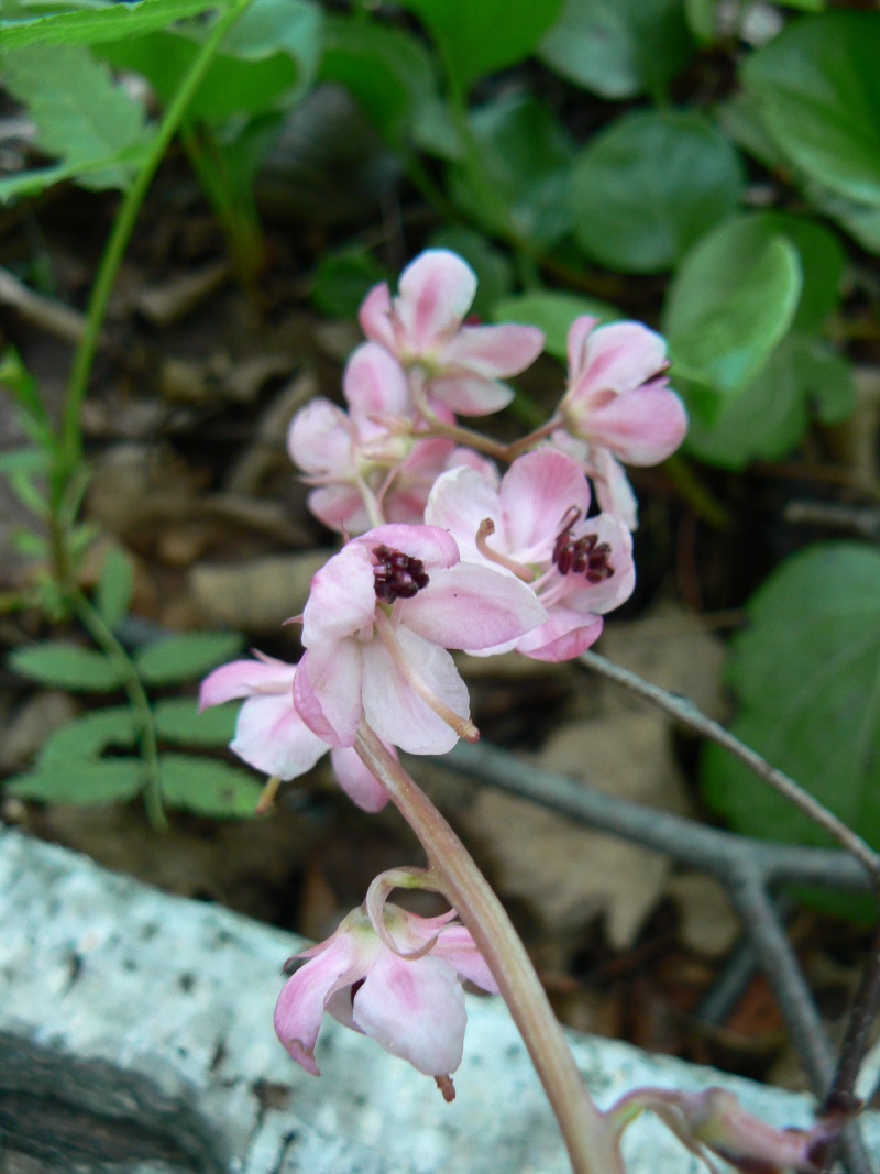 Изображение особи Pyrola incarnata.