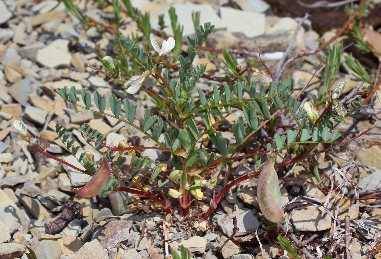 Изображение особи Astragalus guttatus.