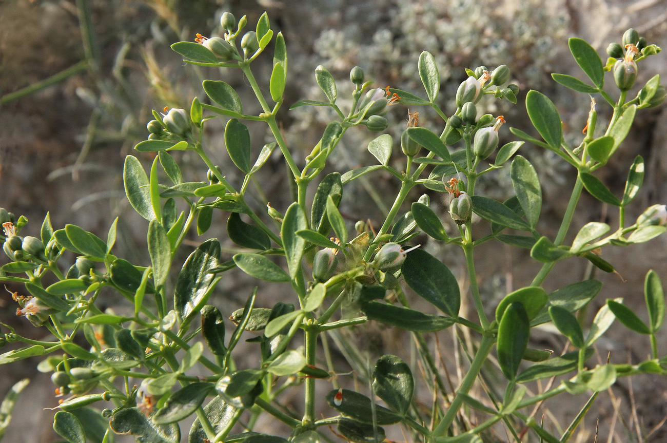 Image of Zygophyllum fabago specimen.
