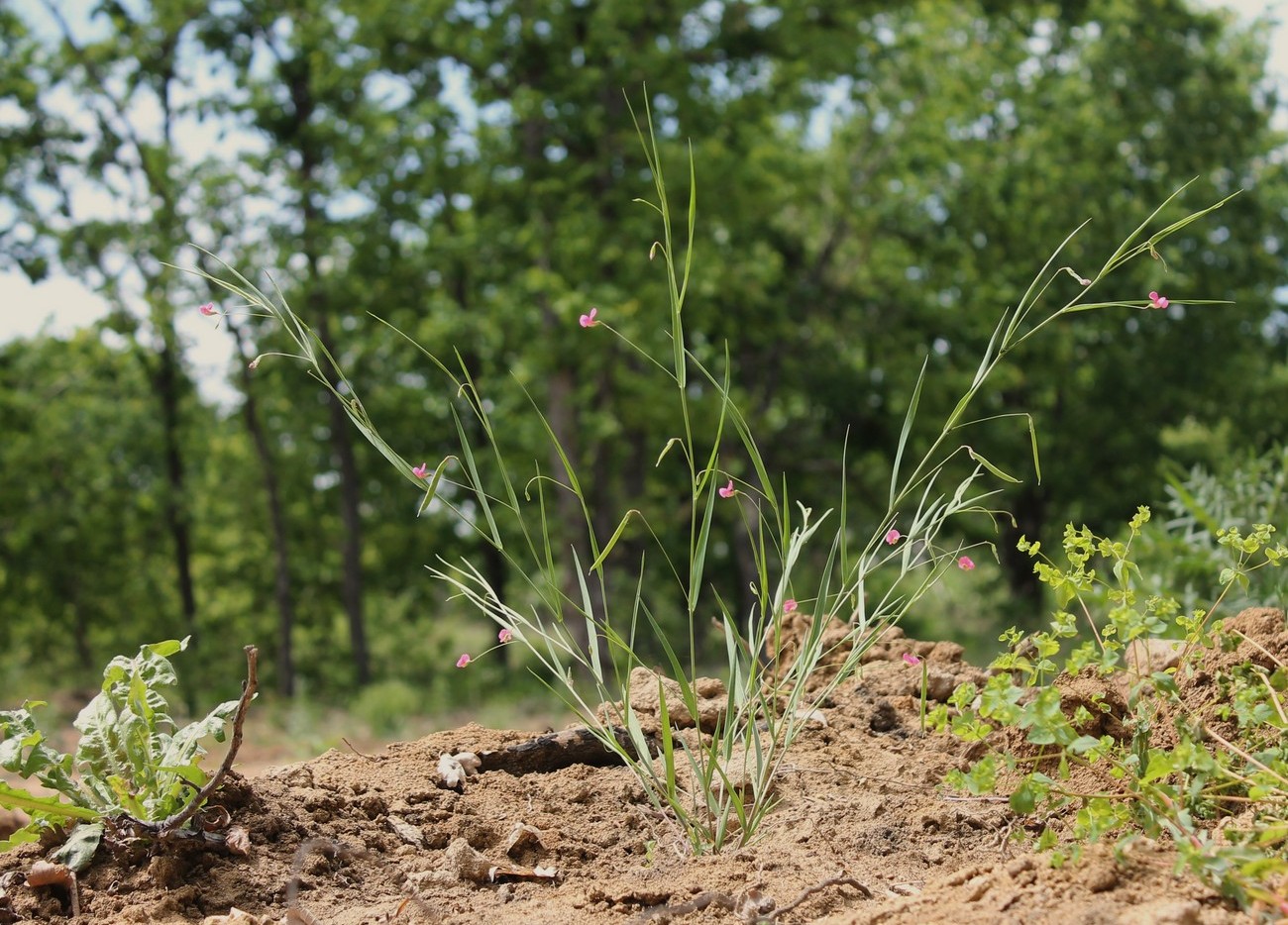 Image of Lathyrus nissolia specimen.