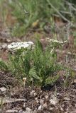 Schrenkia golickeana